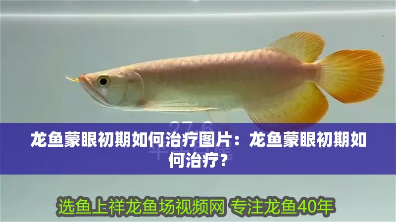 龍魚蒙眼初期如何治療圖片：龍魚蒙眼初期如何治療？