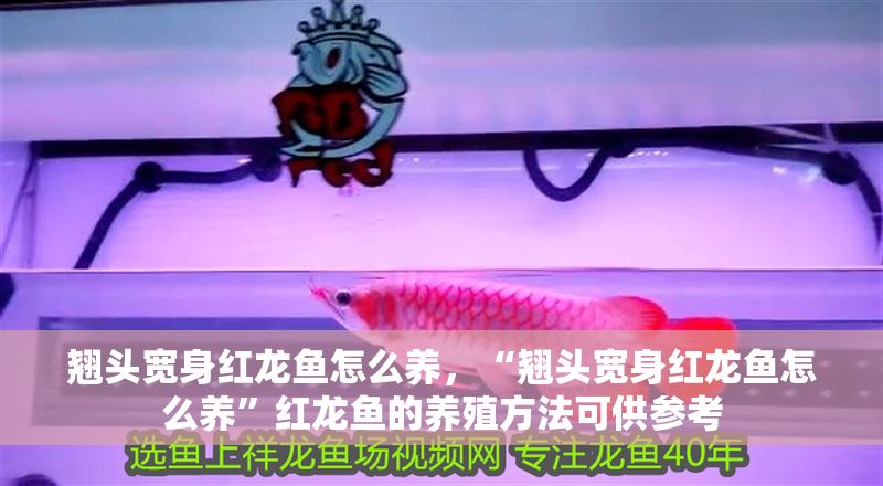 翹頭寬身紅龍魚怎么養，“翹頭寬身紅龍魚怎么養”紅龍魚的養殖方法可供參考
