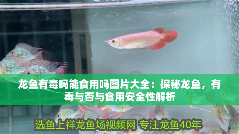 龍魚有毒嗎能食用嗎圖片大全：探秘龍魚，有毒與否與食用安全性解析