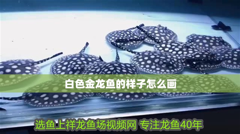 白色金龍魚的樣子怎么畫