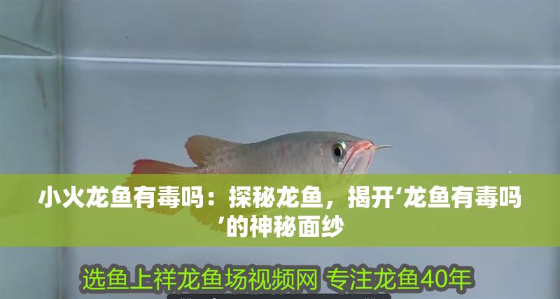 小火龍魚有毒嗎：探秘龍魚，揭開‘龍魚有毒嗎’的神秘面紗