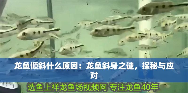 龍魚傾斜什么原因：龍魚斜身之謎，探秘與應(yīng)對(duì)