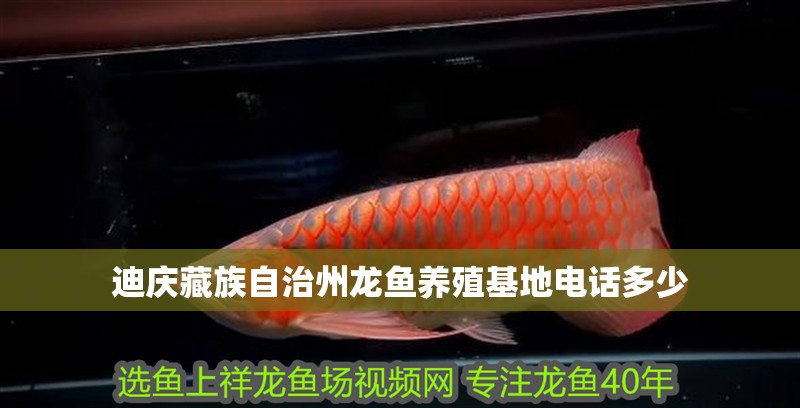 迪慶藏族自治州龍魚養(yǎng)殖基地電話多少 迪慶藏族自治州龍魚養(yǎng)殖基地電話多少 龍魚百科