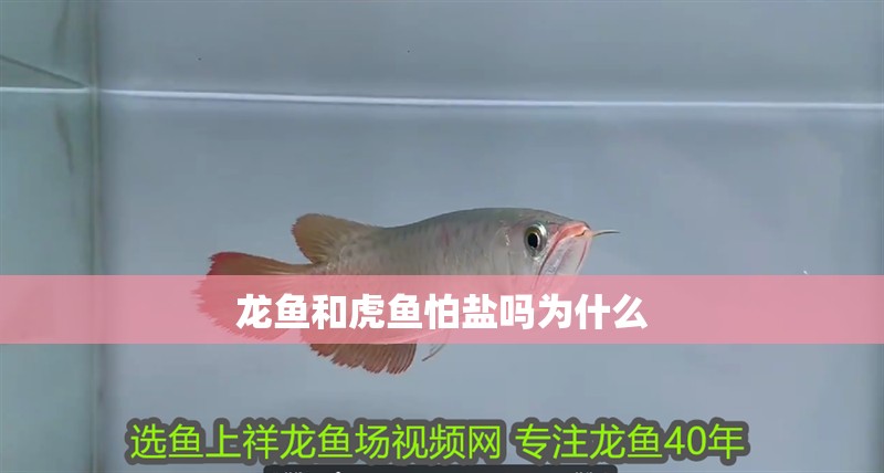 龍魚和虎魚怕鹽嗎為什么