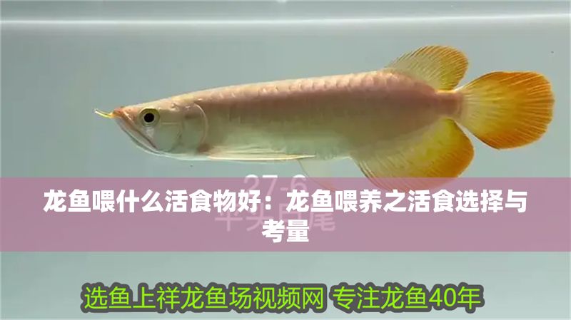龍魚喂什么活食物好：龍魚喂養之活食選擇與考量