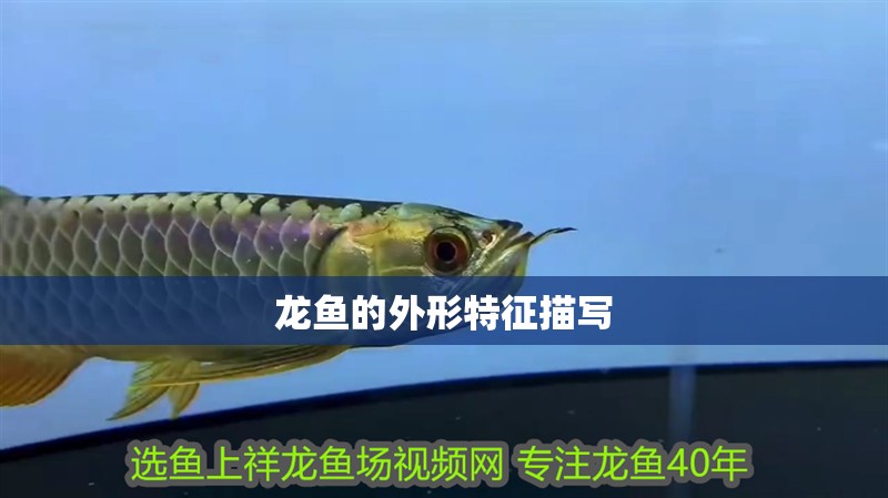 龍魚(yú)的外形特征描寫(xiě)