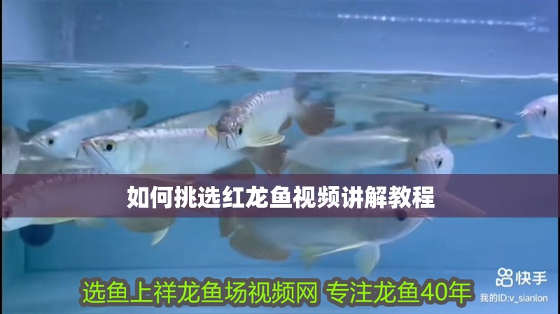 如何挑選紅龍魚視頻講解教程 如何挑選紅龍魚視頻講解教程 龍魚百科
