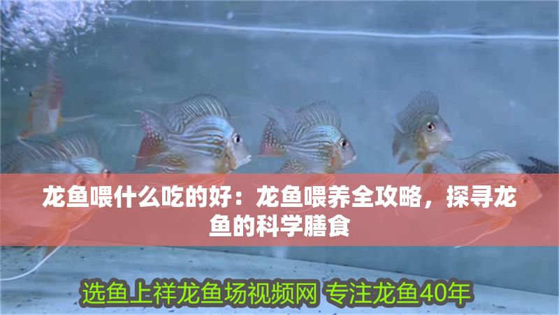 龍魚(yú)喂什么吃的好：龍魚(yú)喂養(yǎng)全攻略，探尋龍魚(yú)的科學(xué)膳食