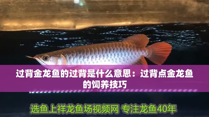 過背金龍魚的過背是什么意思：過背點金龍魚的飼養技巧