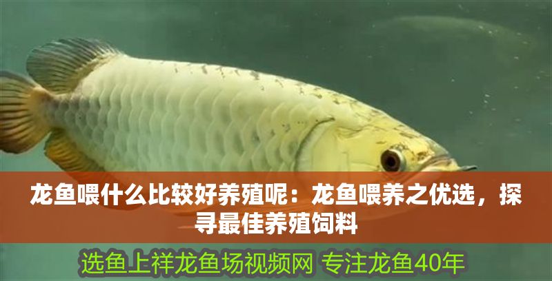 龍魚喂什么比較好養殖呢：龍魚喂養之優選，探尋最佳養殖飼料