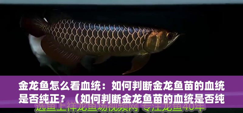 金龍魚怎么看血統：如何判斷金龍魚苗的血統是否純正？（如何判斷金龍魚苗的血統是否純正）