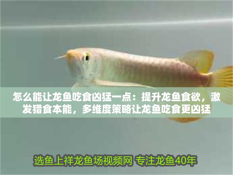 怎么能讓龍魚吃食兇猛一點：提升龍魚食欲，激發獵食本能，多維度策略讓龍魚吃食更兇猛