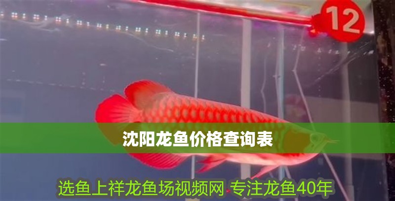 沈陽龍魚價格查詢表 沈陽龍魚價格查詢表 龍魚百科