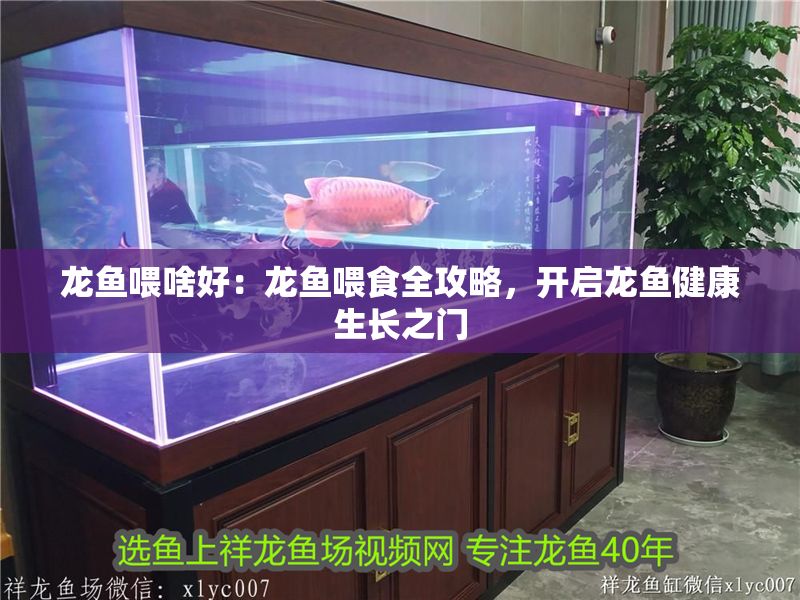 龍魚喂啥好：龍魚喂食全攻略，開啟龍魚健康生長之門