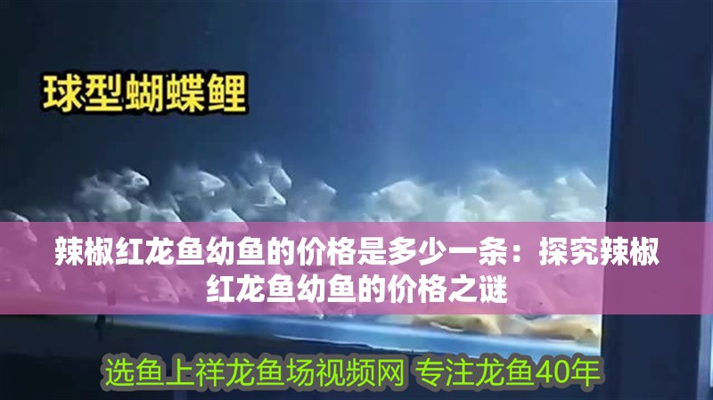 辣椒紅龍魚幼魚的價格是多少一條：探究辣椒紅龍魚幼魚的價格之謎