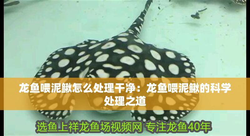 詳細(xì)閱讀:龍魚喂泥鰍怎么處理干凈:龍魚喂泥鰍的科學(xué)處理之道 龍魚喂泥鰍怎么處理干凈:龍魚喂泥鰍的科學(xué)處理之道