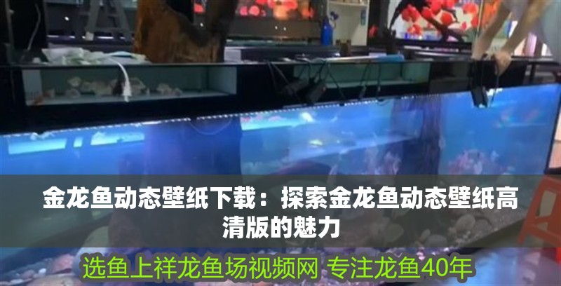 金龍魚動態壁紙下載：探索金龍魚動態壁紙高清版的魅力