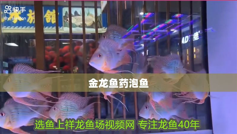 金龍魚(yú)藥泡魚(yú) 龍魚(yú)百科 第2張 金龍魚(yú)藥泡魚(yú) 金龍魚(yú)藥泡魚(yú) 龍魚(yú)百科 第2張