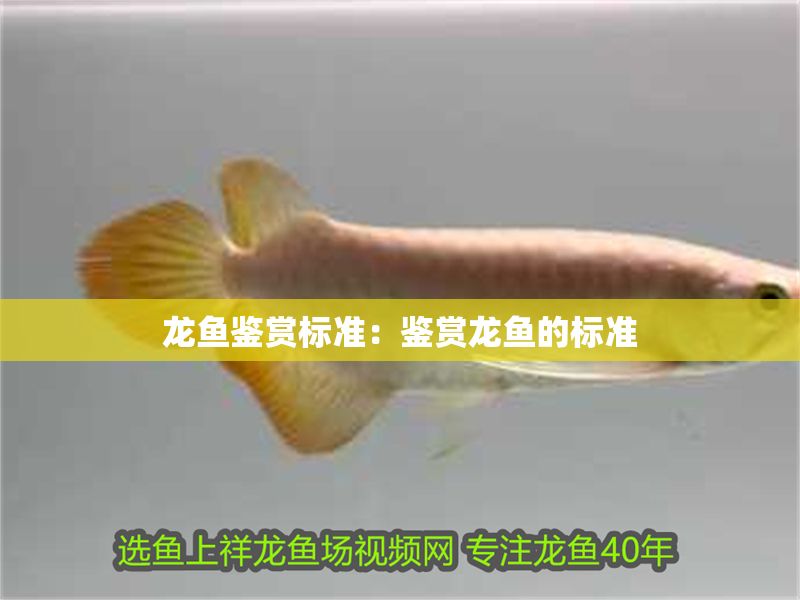 龍魚鑒賞標(biāo)準(zhǔn)：鑒賞龍魚的標(biāo)準(zhǔn)