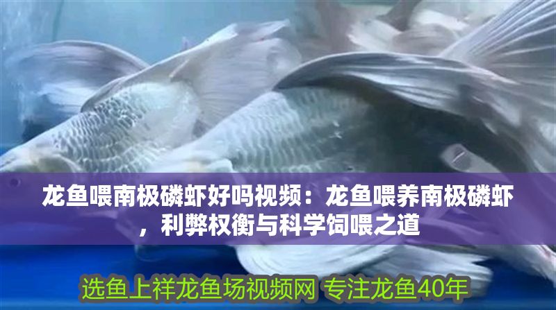 龍魚喂南極磷蝦好嗎視頻：龍魚喂養南極磷蝦，利弊權衡與科學飼喂之道