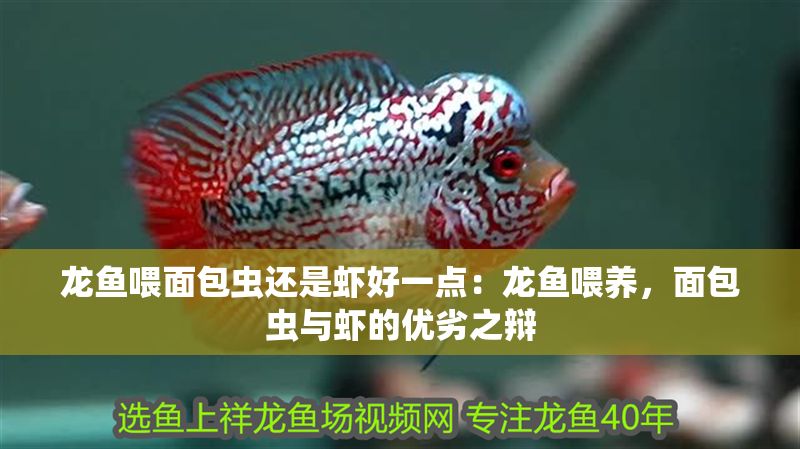 龍魚喂面包蟲還是蝦好一點：龍魚喂養(yǎng)，面包蟲與蝦的優(yōu)劣之辯