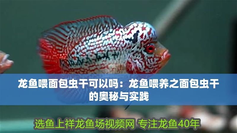 龍魚(yú)喂面包蟲(chóng)干可以嗎：龍魚(yú)喂養(yǎng)之面包蟲(chóng)干的奧秘與實(shí)踐
