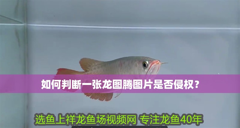 如何判斷一張龍圖騰圖片是否侵權？