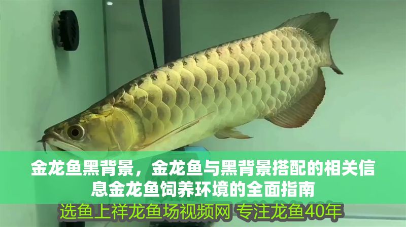 金龍魚黑背景，金龍魚與黑背景搭配的相關信息金龍魚飼養環境的全面指南