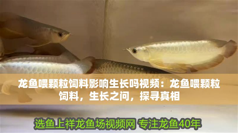 龍魚喂顆粒飼料影響生長嗎視頻：龍魚喂顆粒飼料，生長之問，探尋真相