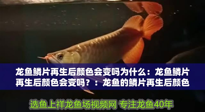 龍魚鱗片再生后顏色會變嗎為什么：龍魚鱗片再生后顏色會變嗎？：龍魚的鱗片再生后顏色會變嗎？