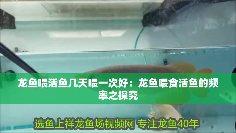 龍魚喂活魚幾天喂一次好：龍魚喂食活魚的頻率之探究 龍魚喂活魚幾天喂一次好：龍魚喂食活魚的頻率之探究 龍魚百科 第1張