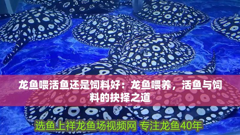 龍魚喂活魚還是飼料好：龍魚喂養(yǎng)，活魚與飼料的抉擇之道