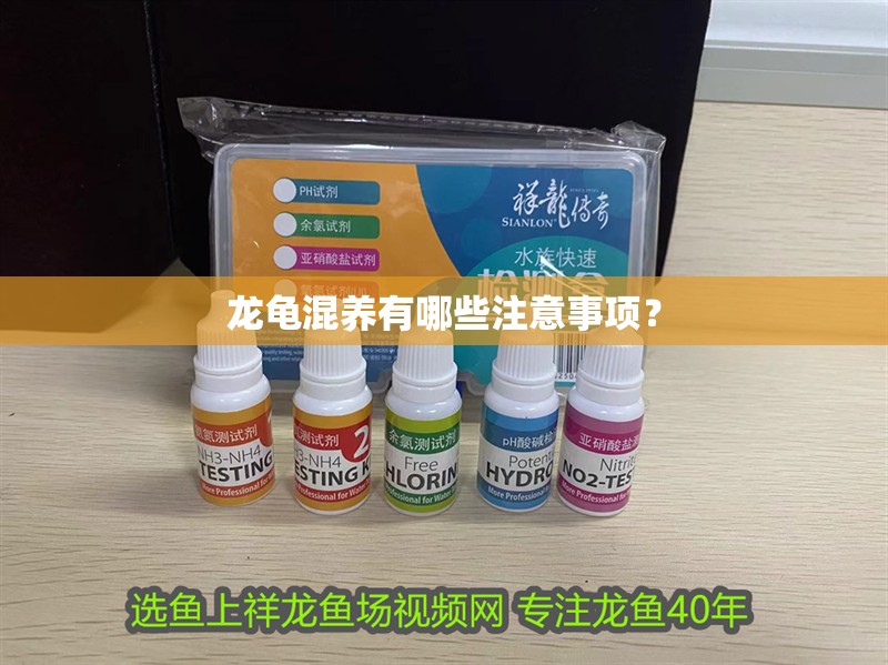 龍龜混養有哪些注意事項？