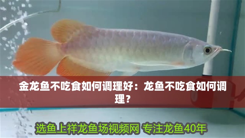 金龍魚不吃食如何調理好：龍魚不吃食如何調理？