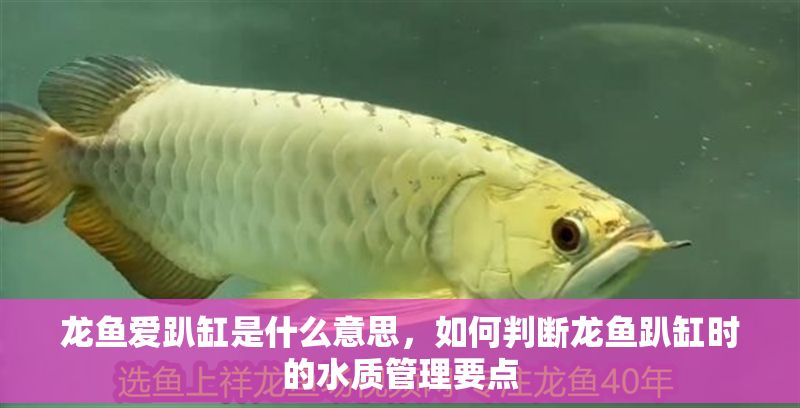 龍魚愛趴缸是什么意思，如何判斷龍魚趴缸時的水質(zhì)管理要點