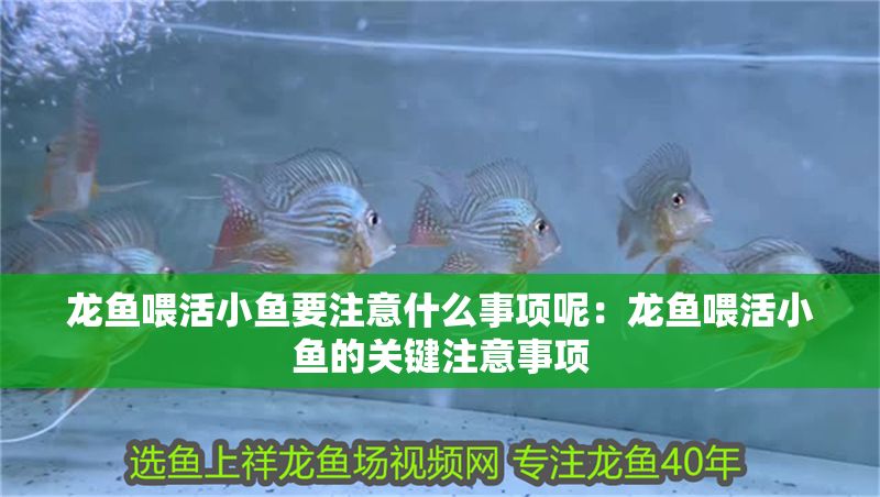 龍魚喂活小魚要注意什么事項(xiàng)呢：龍魚喂活小魚的關(guān)鍵注意事項(xiàng)