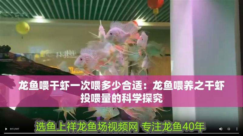 龍魚喂干蝦一次喂多少合適：龍魚喂養(yǎng)之干蝦投喂量的科學(xué)探究