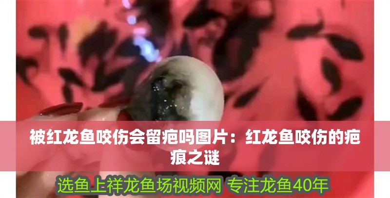 被紅龍魚咬傷會留疤嗎圖片：紅龍魚咬傷的疤痕之謎