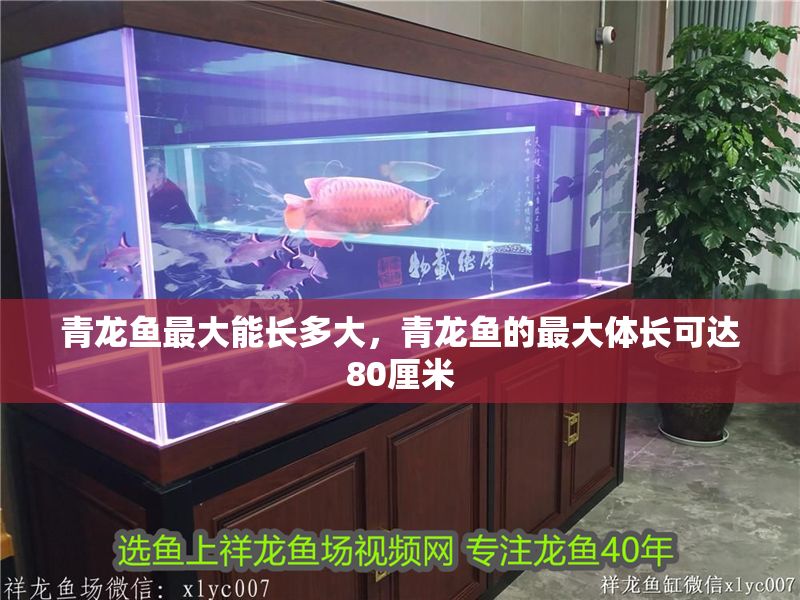 青龍魚(yú)最大能長(zhǎng)多大，青龍魚(yú)的最大體長(zhǎng)可達(dá)80厘米