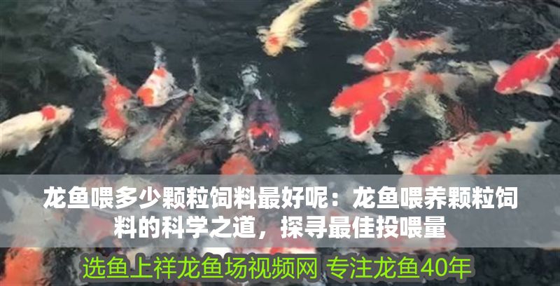 龍魚喂多少顆粒飼料最好呢：龍魚喂養顆粒飼料的科學之道，探尋最佳投喂量