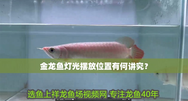 金龍魚燈光擺放位置有何講究？