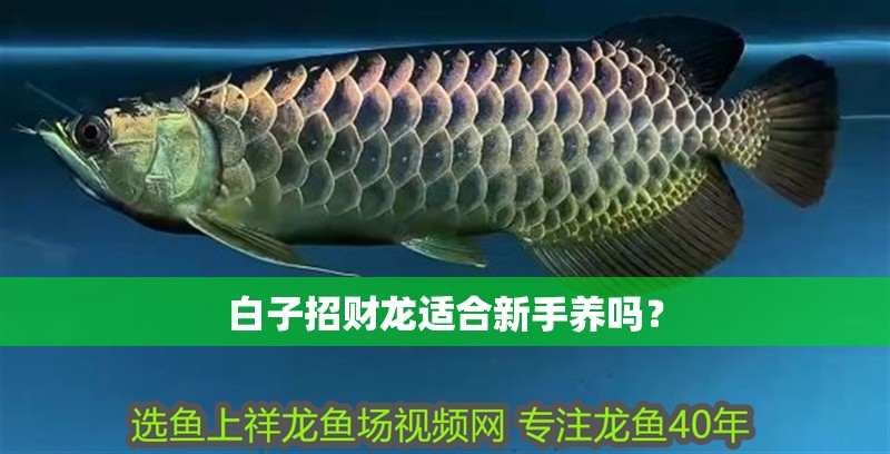 白子招財龍適合新手養嗎？