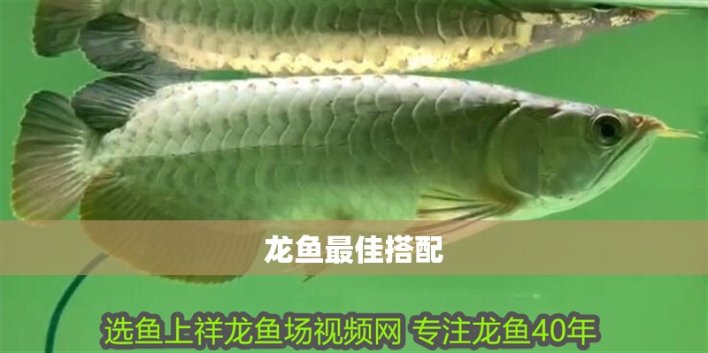 龍魚最佳搭配