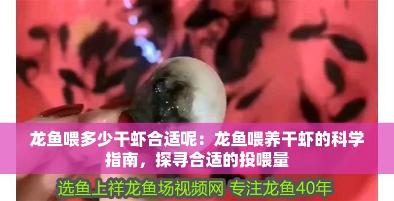 龍魚喂多少干蝦合適呢:龍魚喂養干蝦的科學指南,探尋合適的投喂量 龍魚百科 第1張 龍魚喂多少干蝦合適呢:龍魚喂養干蝦的科學指南,探尋合適的投喂量 龍魚喂多少干蝦合適呢:龍魚喂養干蝦的科學指南,探尋合適的投喂量 龍魚百科 第1張