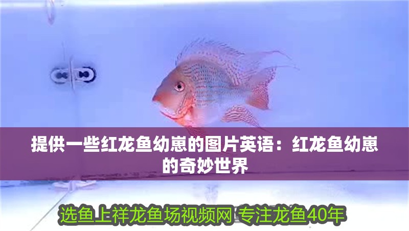 提供一些紅龍魚幼崽的圖片英語：紅龍魚幼崽的奇妙世界