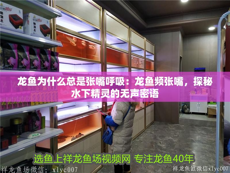 龍魚為什么總是張嘴呼吸：龍魚頻張嘴，探秘水下精靈的無聲密語