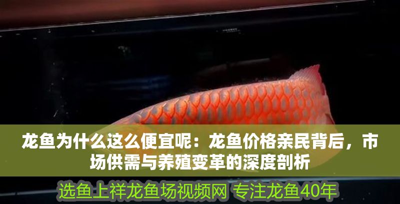 龍魚為什么這么便宜呢：龍魚價格親民背后，市場供需與養殖變革的深度剖析