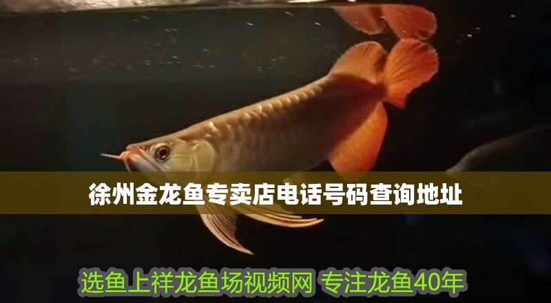 徐州金龍魚專賣店電話號碼查詢地址 徐州金龍魚專賣店電話號碼查詢地址 龍魚百科