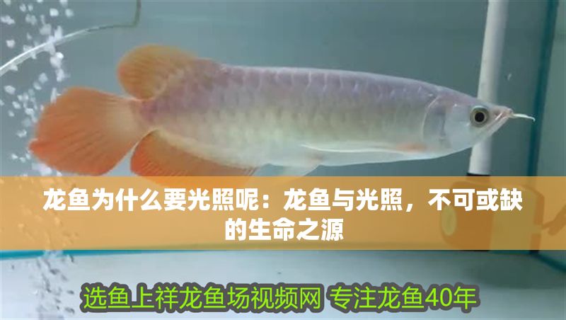 龍魚為什么要光照呢：龍魚與光照，不可或缺的生命之源