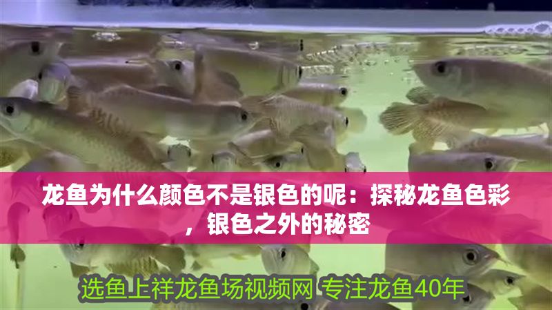 龍魚為什么顏色不是銀色的呢：探秘龍魚色彩，銀色之外的秘密